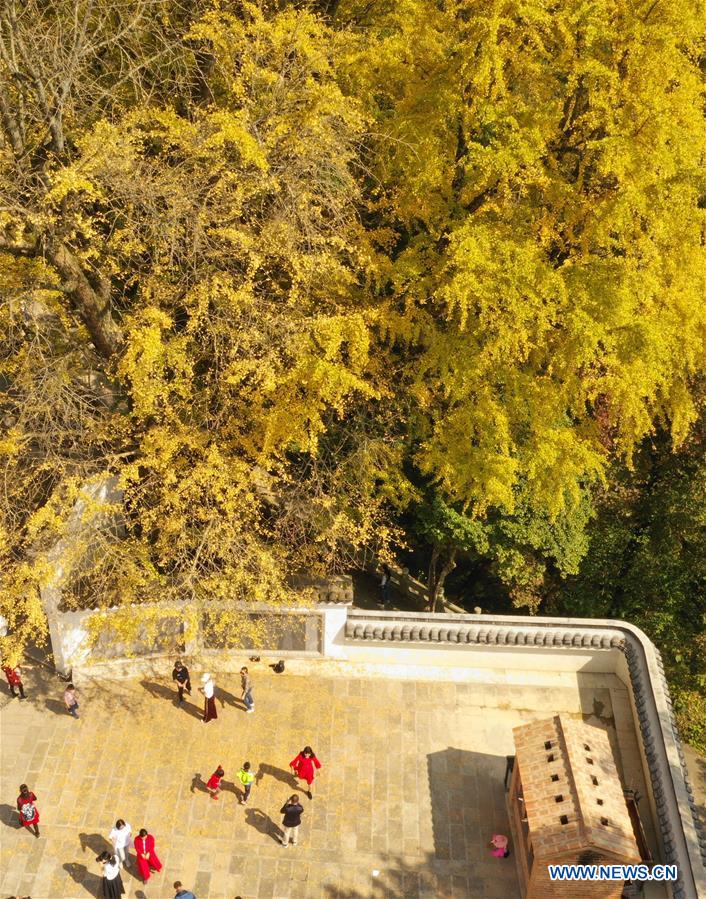 #CHINA-AUTUMN-GINGKO TREES (CN)