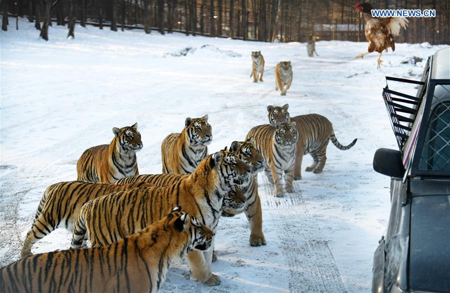 CHINA-HEILONGJIANG-SIBERIAN TIGER (CN)