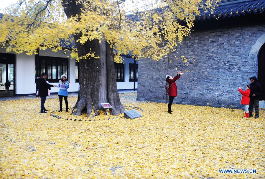 #CHINA-AUTUMN-GINKGO (CN)