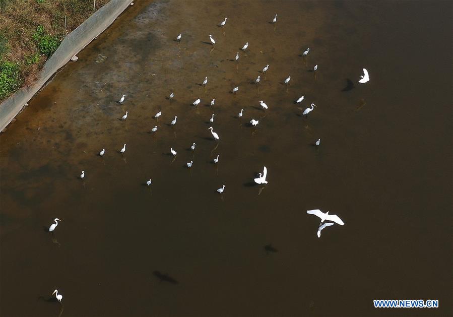 CHINA-GUANGXI-BEIBU GULF-EGRETS (CN)