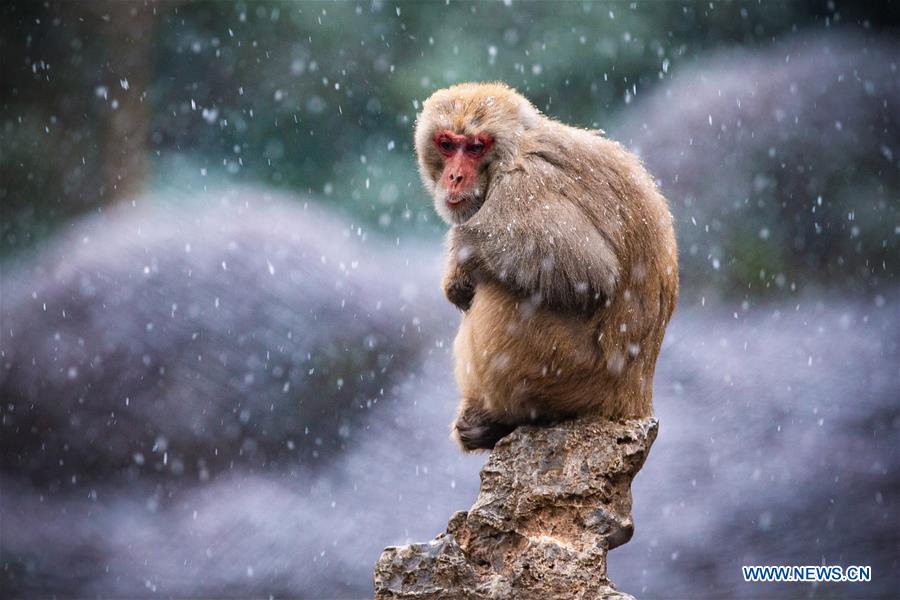 #CHINA-NANJING-MACAQUE-SNOW (CN)