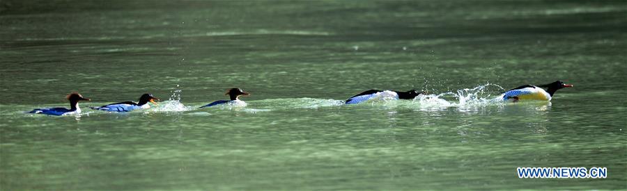 CHINA-JIANGXI-LONGHU MOUNTAIN-CHINESE MERGANSERS (CN)