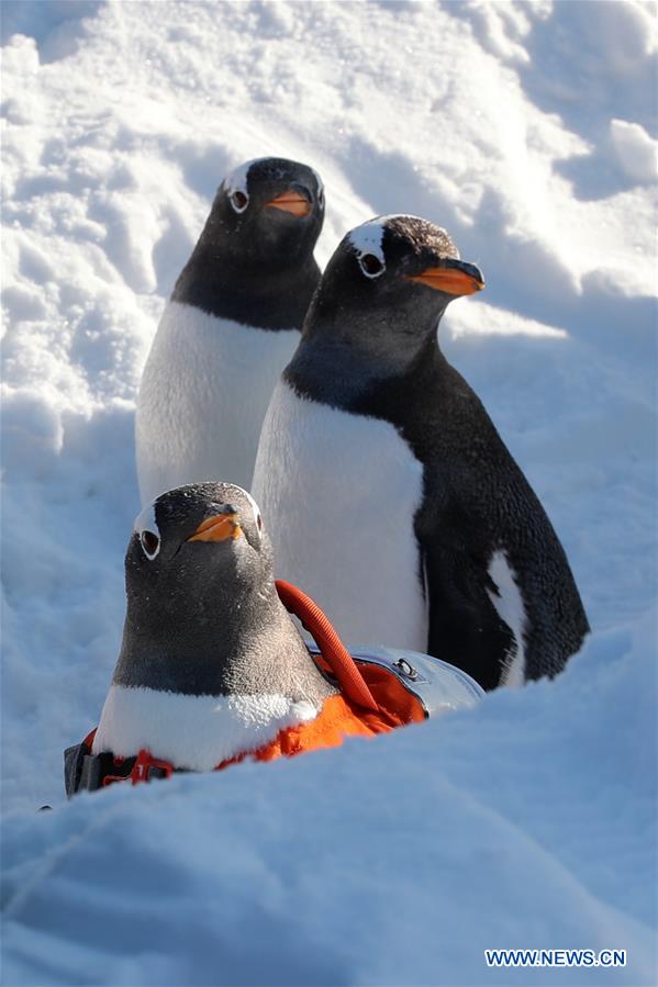 CHINA-HEILONGJIANG-HARBIN-PENGUIN (CN)