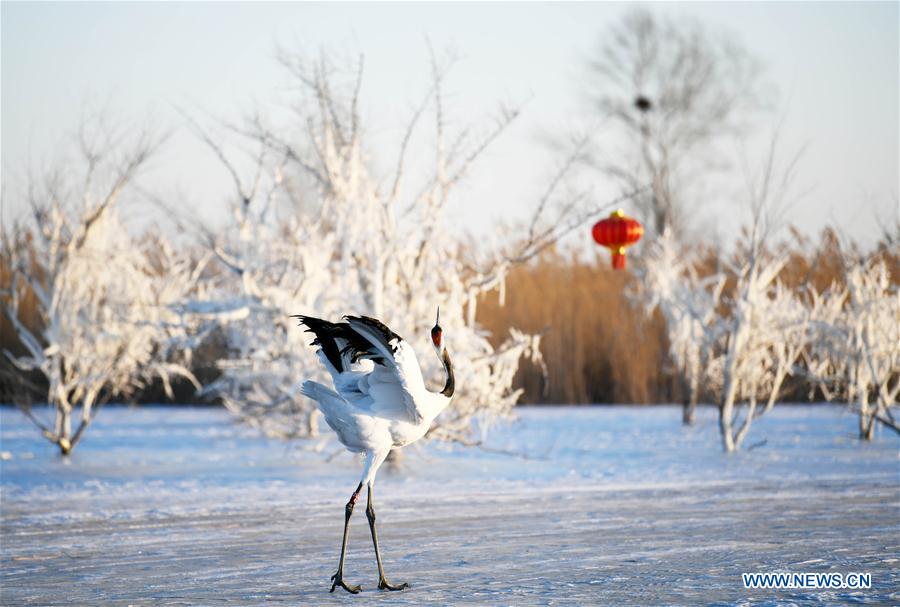 CHINA-HEILONGJIANG-RED-CROWNED CRANES (CN)