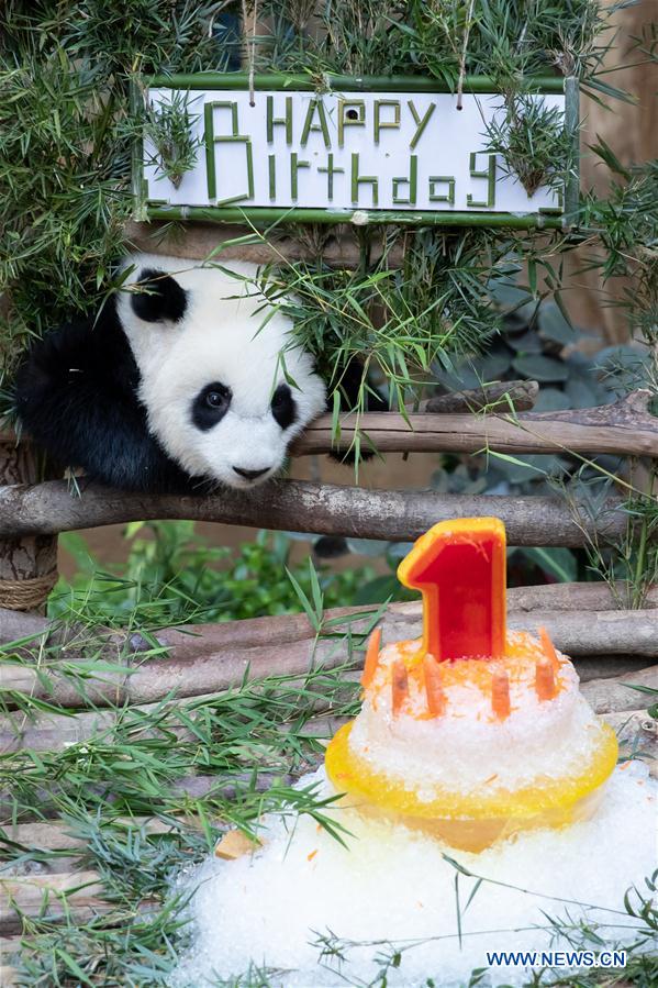 MALAYSIA-KUALA LUMPUR-GIANT PANDA BABY-BIRTHDAY