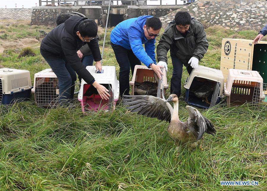 CHINA-JIANGXI-MIGRANT BIRDS-RELEASE (CN)