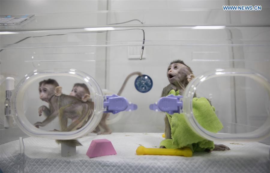 CHINA-SHANGHAI-GENE-EDITED MONKEYS (CN)