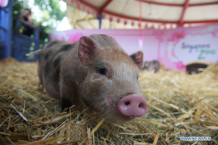 SINGAPORE-ZOO-YEAR OF THE PIG-DECORATIONS