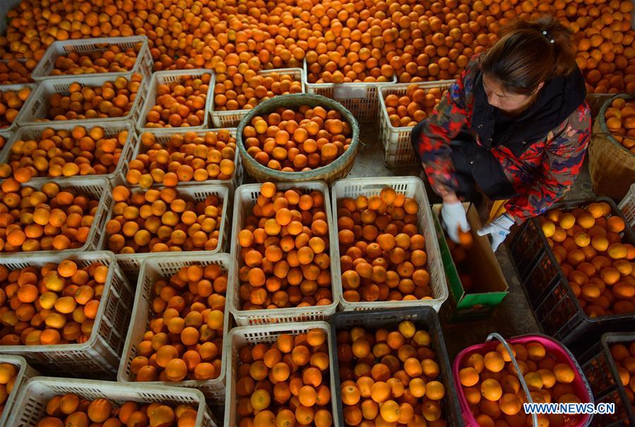 #CHINA-HUBEI-ORANGE HARVEST (CN)