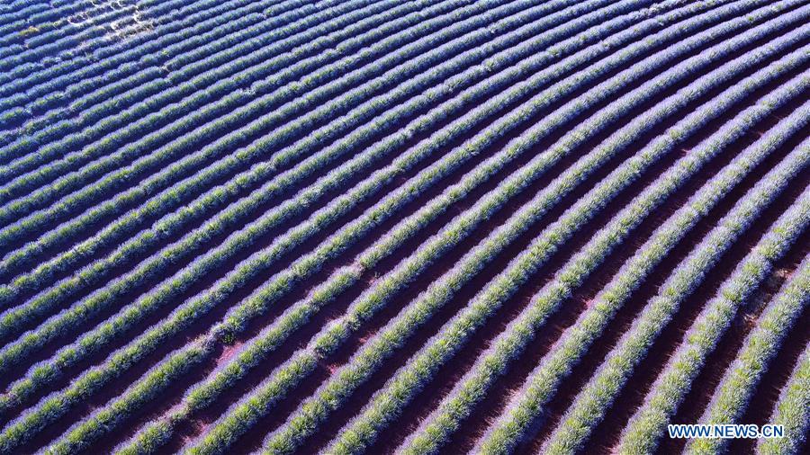 AUSTRALIA-TASMANIA-LAVENDER-BLOSSOMS