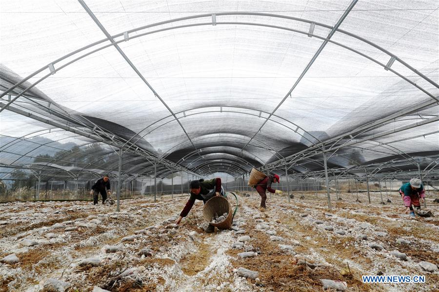 #CHINA-EARLY SPRING-FARMWORK (CN)