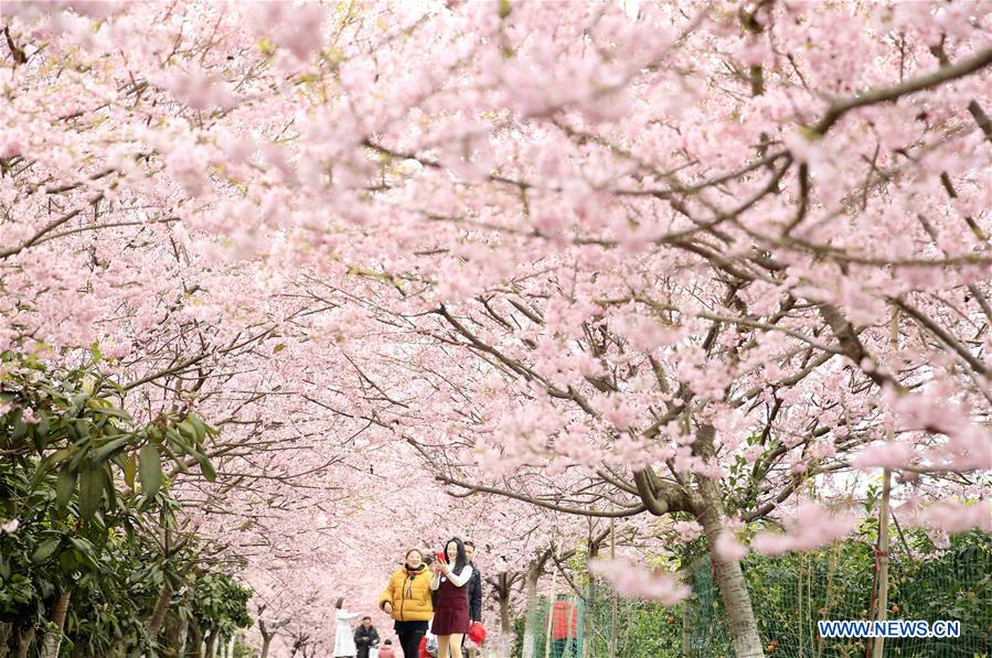 #CHINA-CHONGQING-CHERRY BLOSSOM (CN)