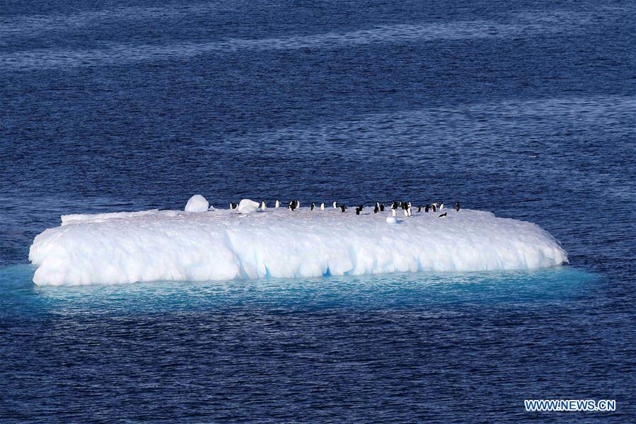 ANTARCTICA-CHINA-XUELONG-ANIMAL (CN)