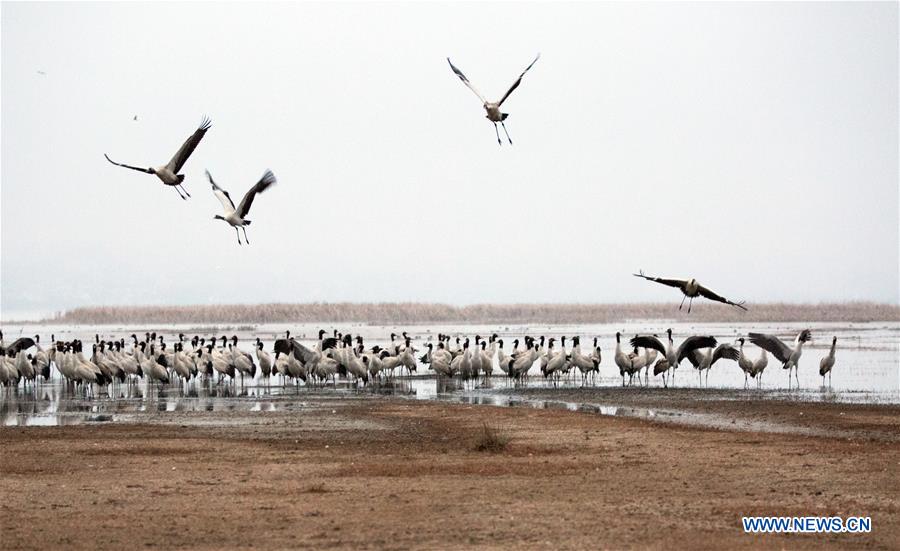 #CHINA-GUIZHOU-WEINING-BLACK-NECKED CRANES (CN)