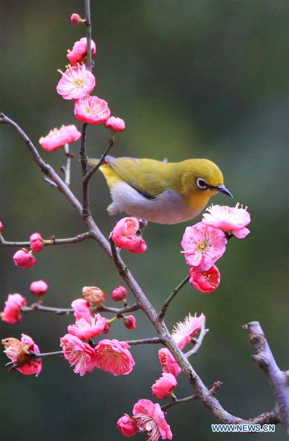 #CHINA-HUNAN-HENGYANG-BIRD-PLUM BLOSSOM (CN)