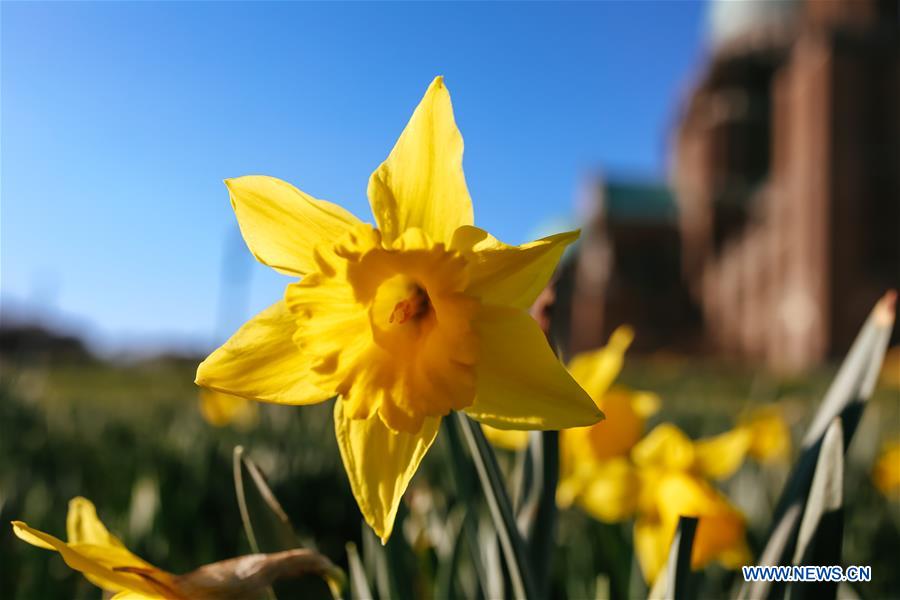 BELGIUM-BRUSSELS-NARCISSUS-BLOOM