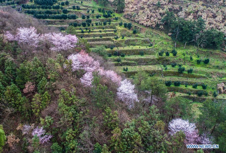 CHINA-JIANDE-CHERRY BLOSSOM (CN)