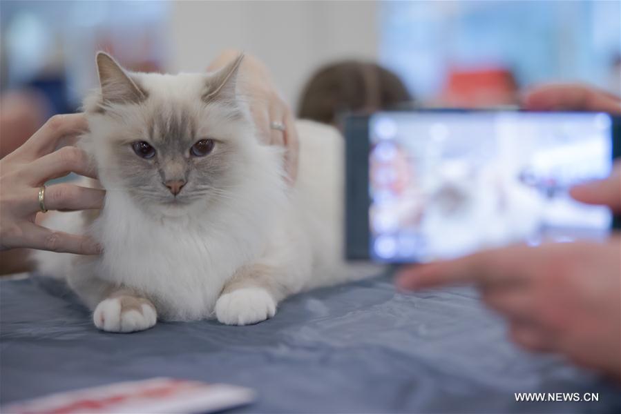 HUNGARY-BUDAPEST-INTERNATIONAL CAT SHOW 