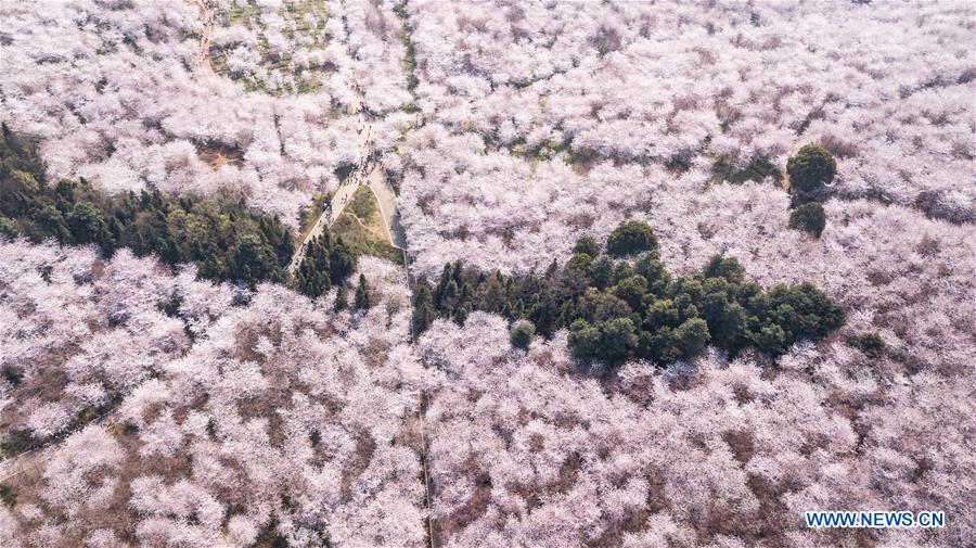 CHINA-GUIZHOU-CHERRY BLOSSOM-TOURISM (CN)