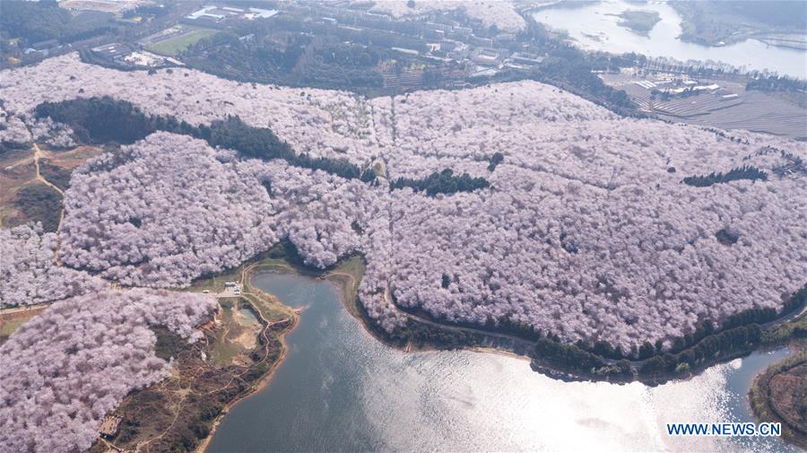 CHINA-GUIZHOU-CHERRY BLOSSOM-TOURISM (CN)