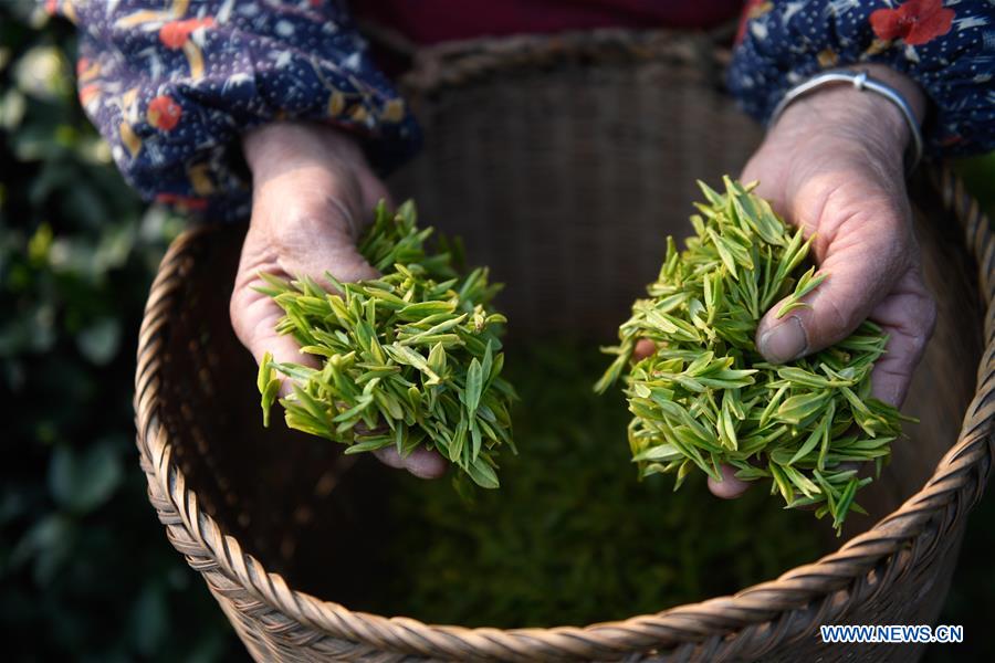 CHINA-HANGZHOU-TEA-PICKING (CN)