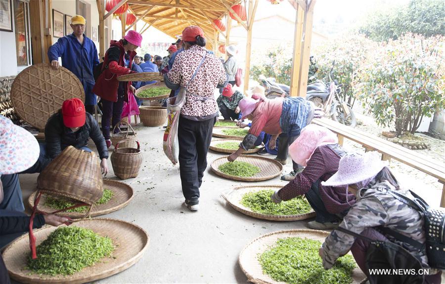 #CHINA-JIANGXI-JIUJIANG-TEA-HARVEST (CN)