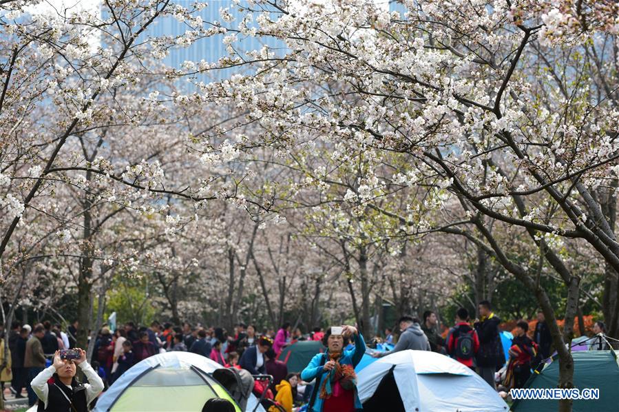 #CHINA-SPRING-CHERRY BLOSSOMS (CN)