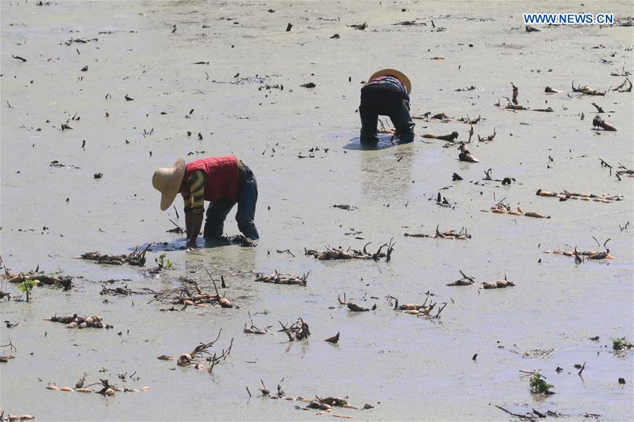 #CHINA-HUNAN-XIANGXI-FARM WORK-LOTUS ROOTS (CN)