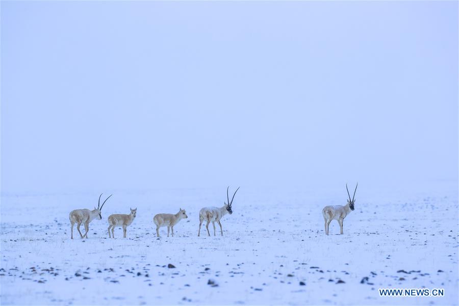 CHINA-XINJIANG-ALTUN MOUNTAINS-WILDLIFE-LANDSCAPE (CN)