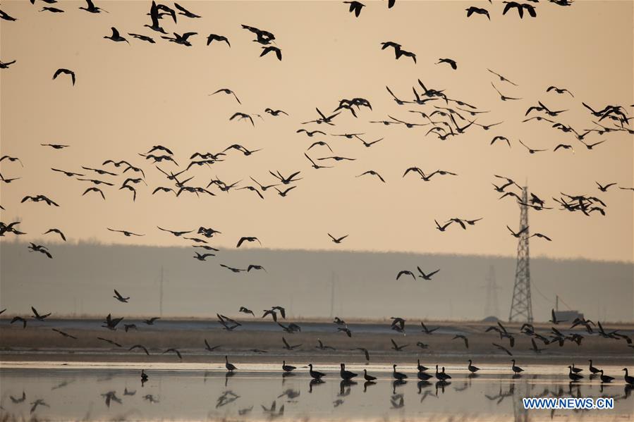 CHINA-JILIN-NATURE RESERVE-MIGRANT BIRDS (CN)