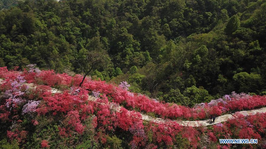 CHINA-ANHUI-YUEXI-AZALEA (CN)