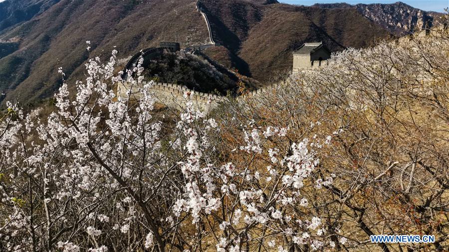 (BeijingCandid)CHINA-BEIJING-GREAT WALL-SPRING SCENERY (CN)