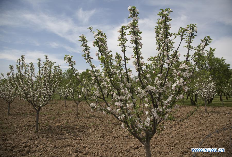 KASHMIR-SRINAGAR-TREES-BLOSSOM