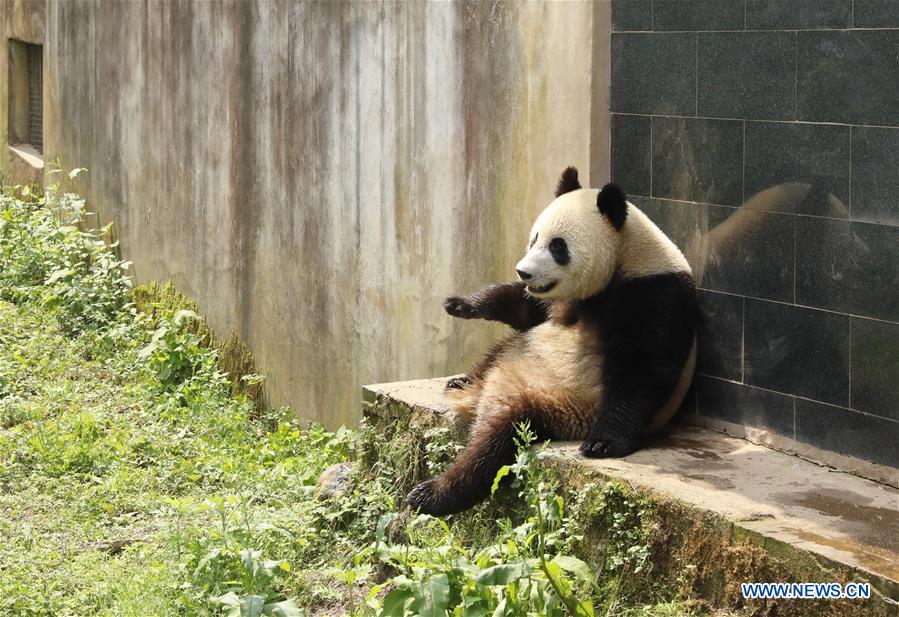 CHINA-SICHUAN-GIANT PANDA-RUSSIA-QUARANTINE (CN)