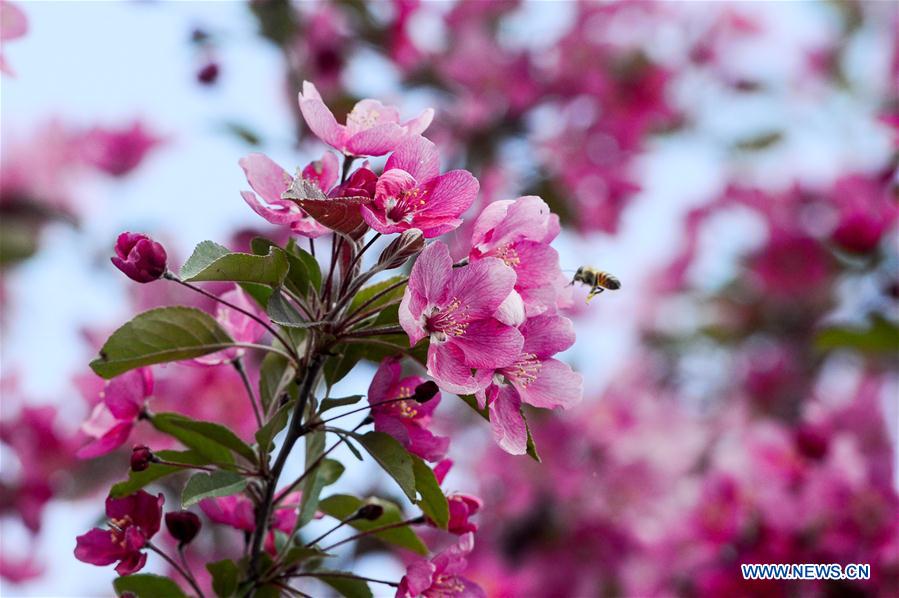 CHINA-XINJIANG-SPRING SCENERY (CN)