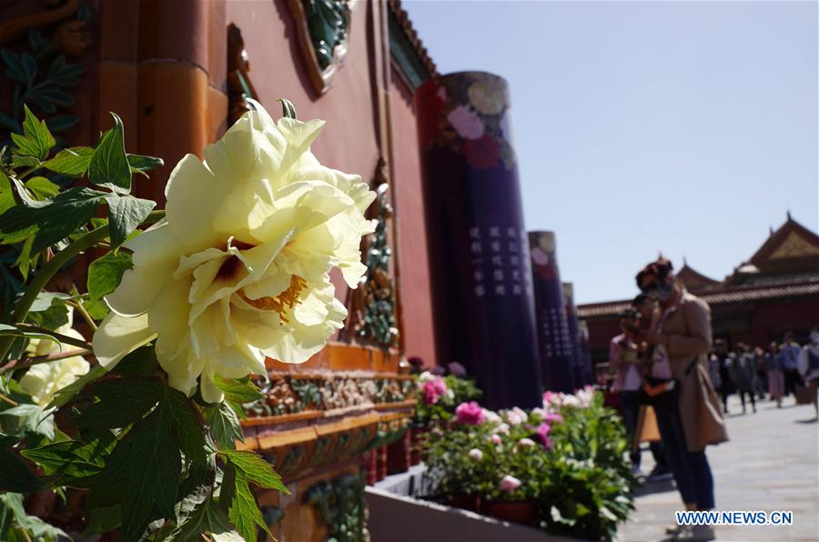 CHINA-BEIJING-PEONY FLOWER (CN)