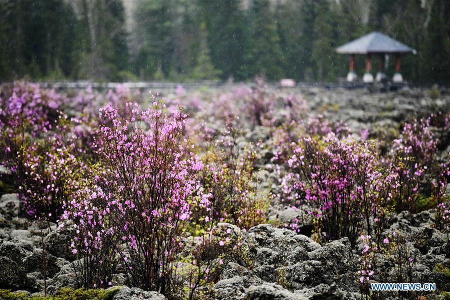 CHINA-HEILONGJIANG-YICHUN-AZALEA (CN)