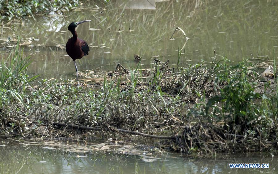 CHINA-SHAANXI-HANZHONG-GLOSSY IBIS (CN)