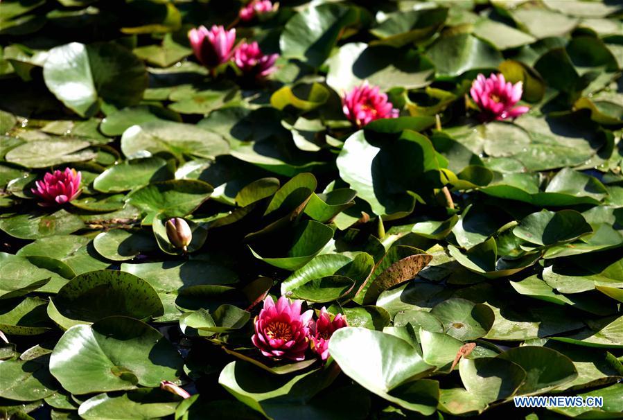 #CHINA-WATER LILY-BLOSSOM (CN)