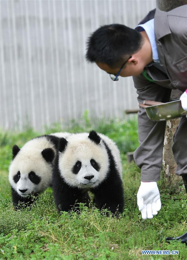 CHINA-SICHUAN-WOLONG-GIANT PANDA KINDERGARTEN (CN)