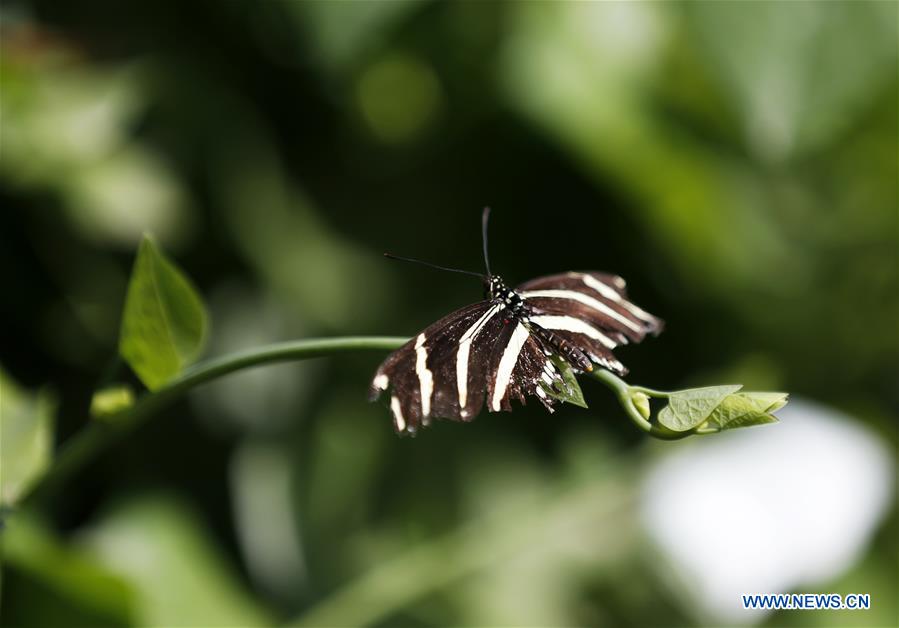 U.S.-LOS ANGELES-BUTTERFLY EXHIBITION