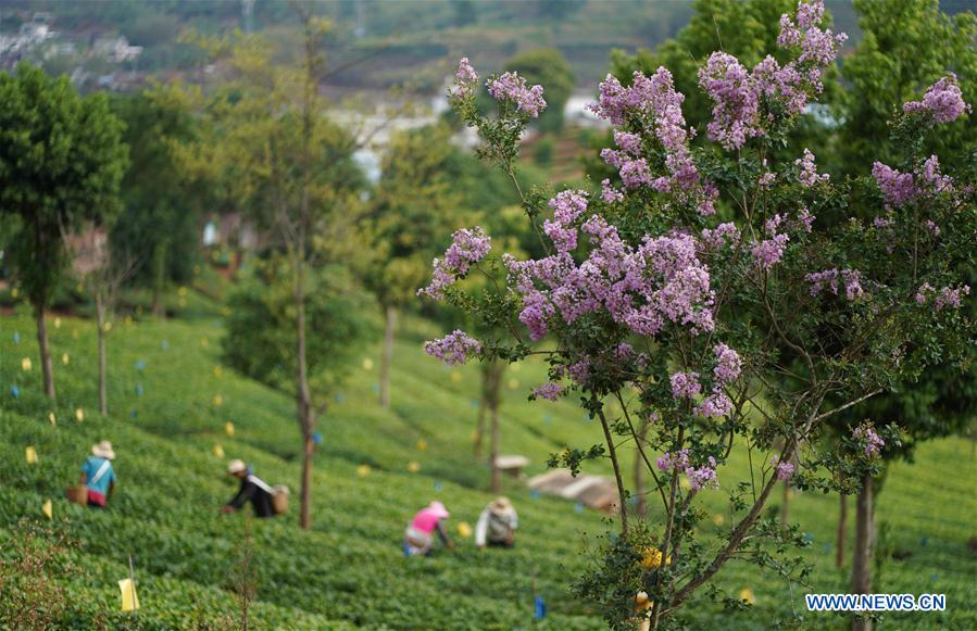 CHINA-YUNNAN-PU'ER-TEA PICKING (CN)