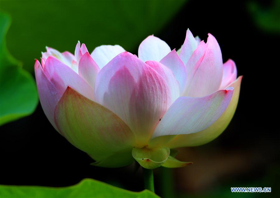 #CHINA-ANHUI-SUMMER-LOTUS (CN)