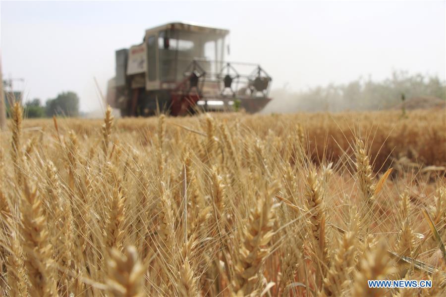 #CHINA-WHEAT-HARVEST (CN)