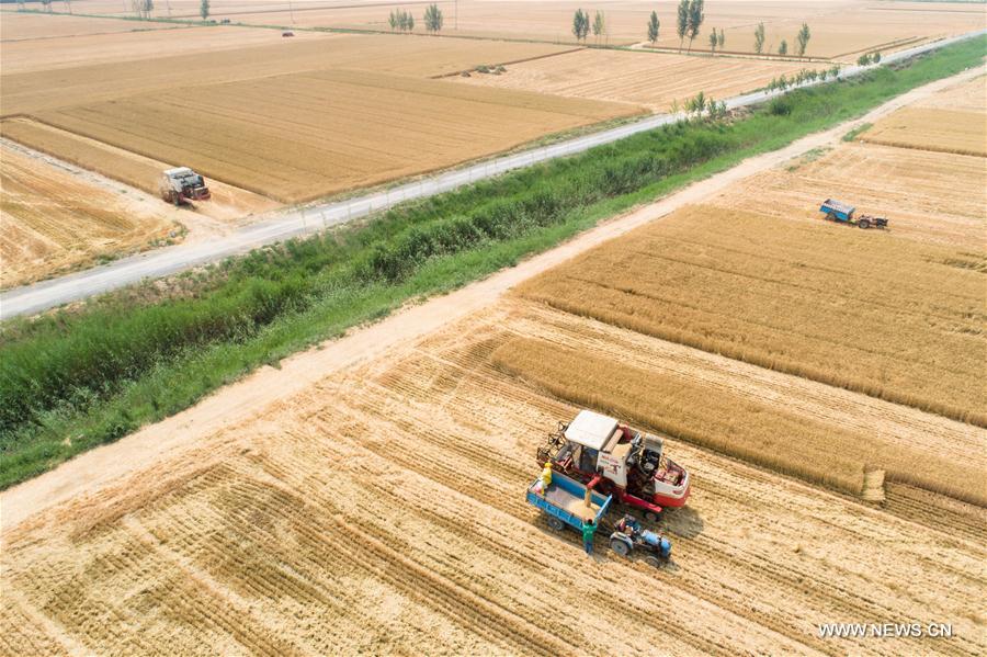 #CHINA-SHANDONG-WHEAT HARVEST(CN)