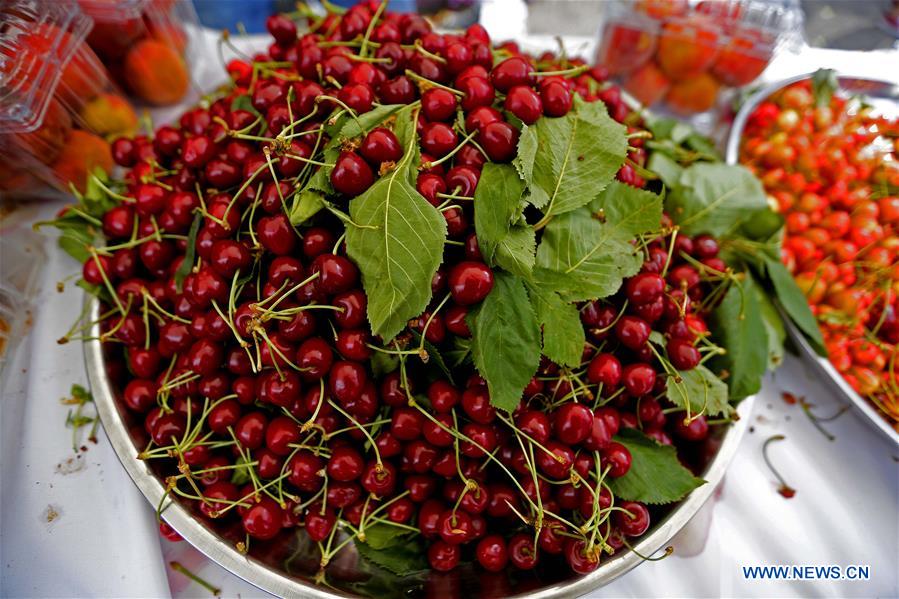 LEBANON-BEIRUT-CHERRY DAY