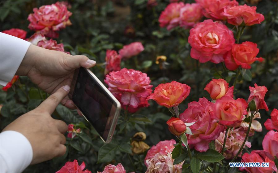 CHINA-SHAANXI-LUONAN-ROSE GARDEN (CN)