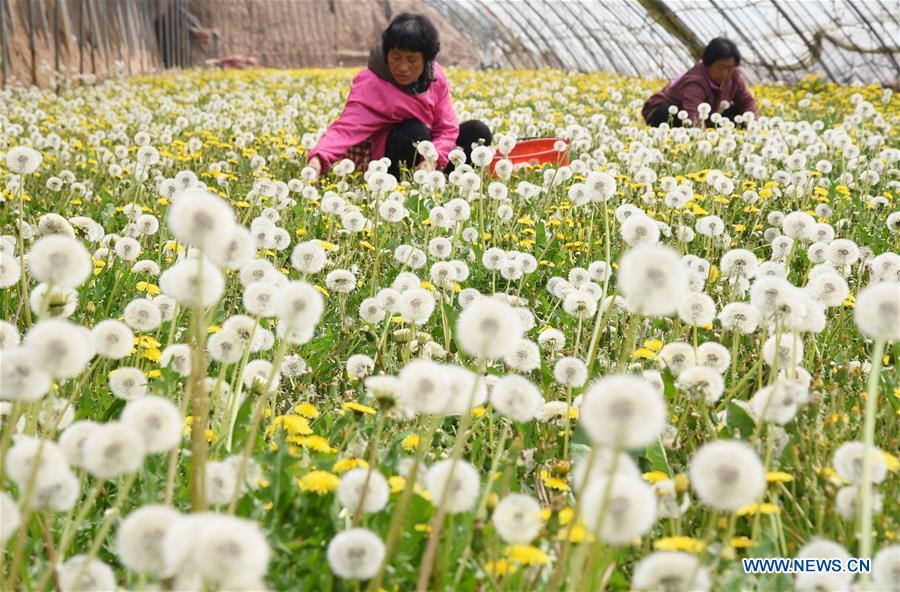 #CHINA-HEBEI-HANDAN-DANDELION-RURAL ECONOMY (CN)