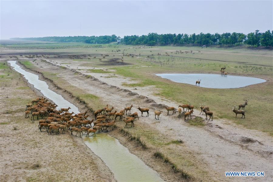 CHINA-JIANGSU-MILU NATIONAL NATURE RESERVE-POPULATION-GROWTH (CN)