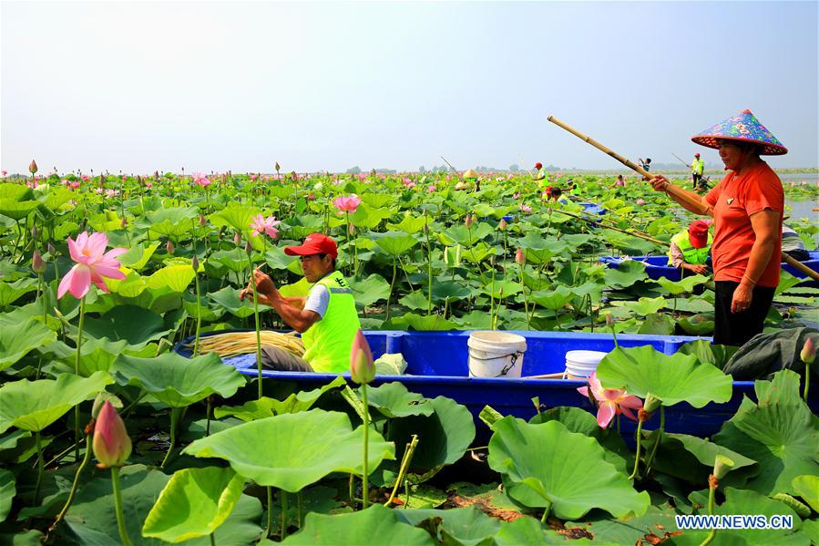 #CHINA-JIANGSU-SIHONG-LOTUS RHIZOME-HARVEST (CN)